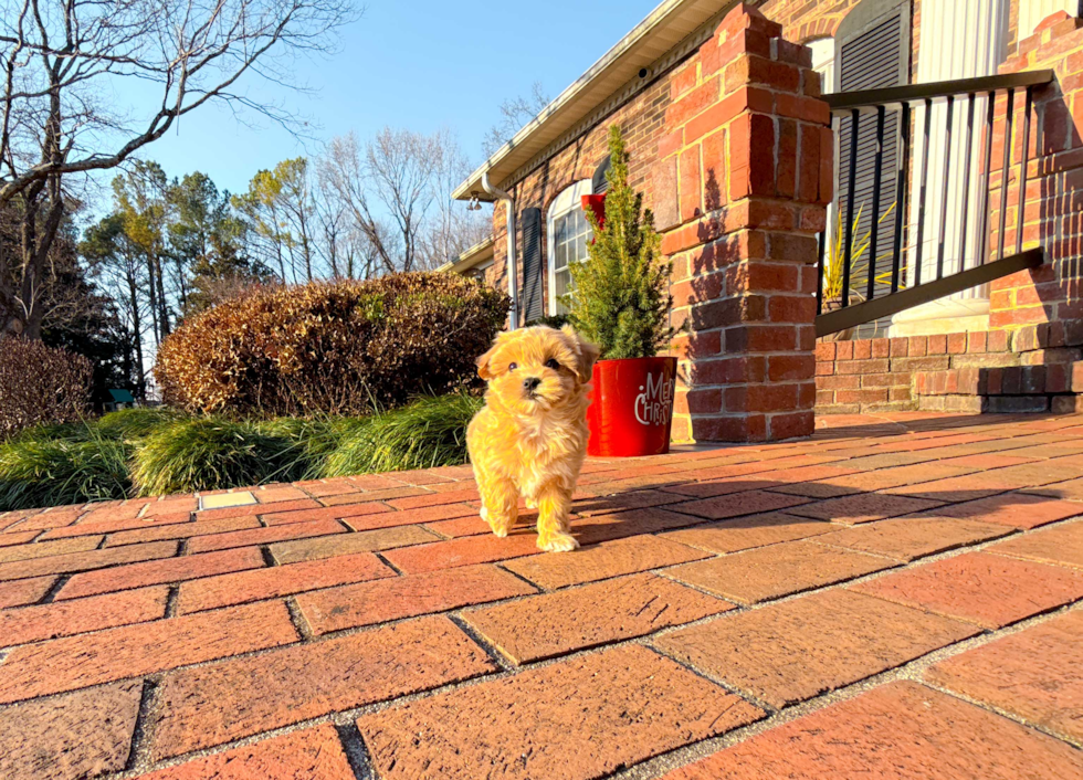 Cute Maltipoo Poodle Mix Pup