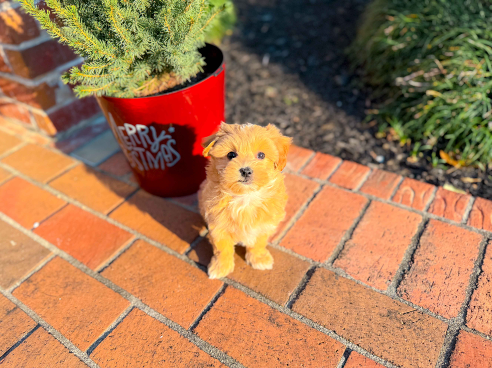 Maltipoo Pup Being Cute