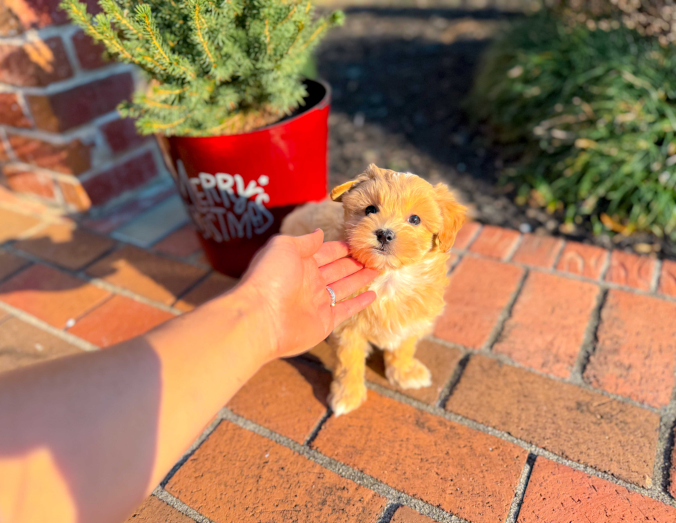 Cute Malt a Poo Poodle Mix Puppy