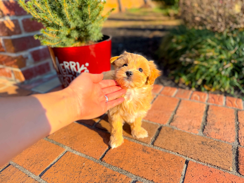 Cute Malt a Poo Poodle Mix Puppy
