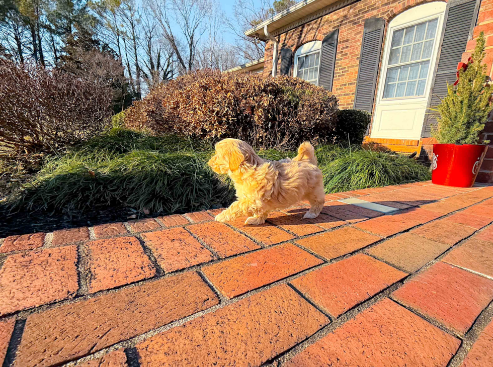 Cute Malt a Poo Poodle Mix Puppy