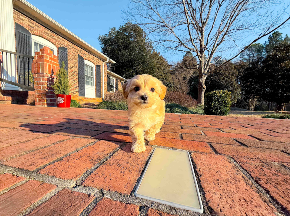 Maltipoo Puppy for Adoption
