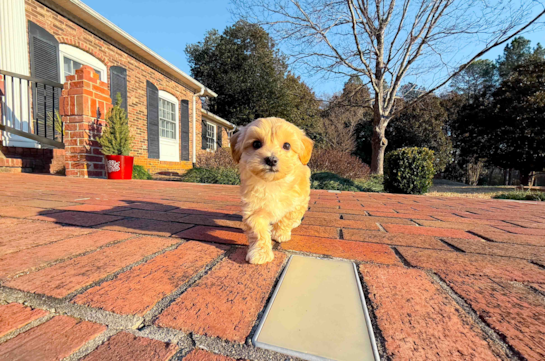Maltipoo Puppy for Adoption