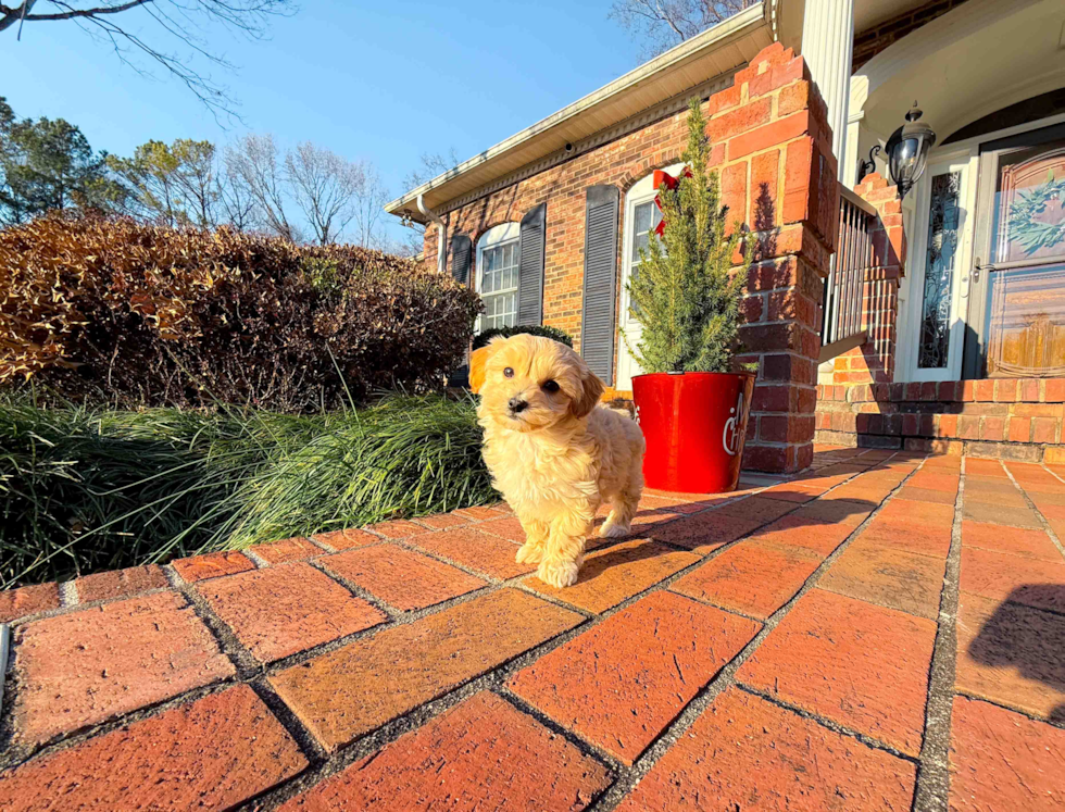 Maltipoo Puppy for Adoption