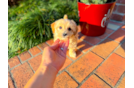 Cute Maltipoo Poodle Mix Pup
