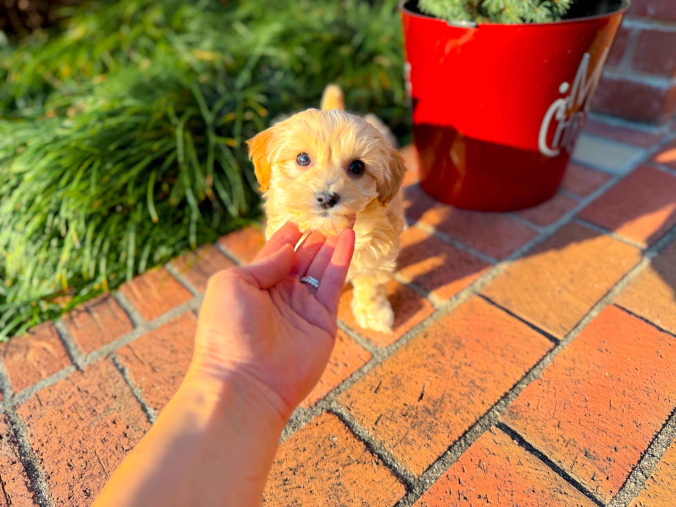 Cute Maltipoo Poodle Mix Pup