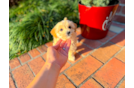 Cute Maltipoo Poodle Mix Pup