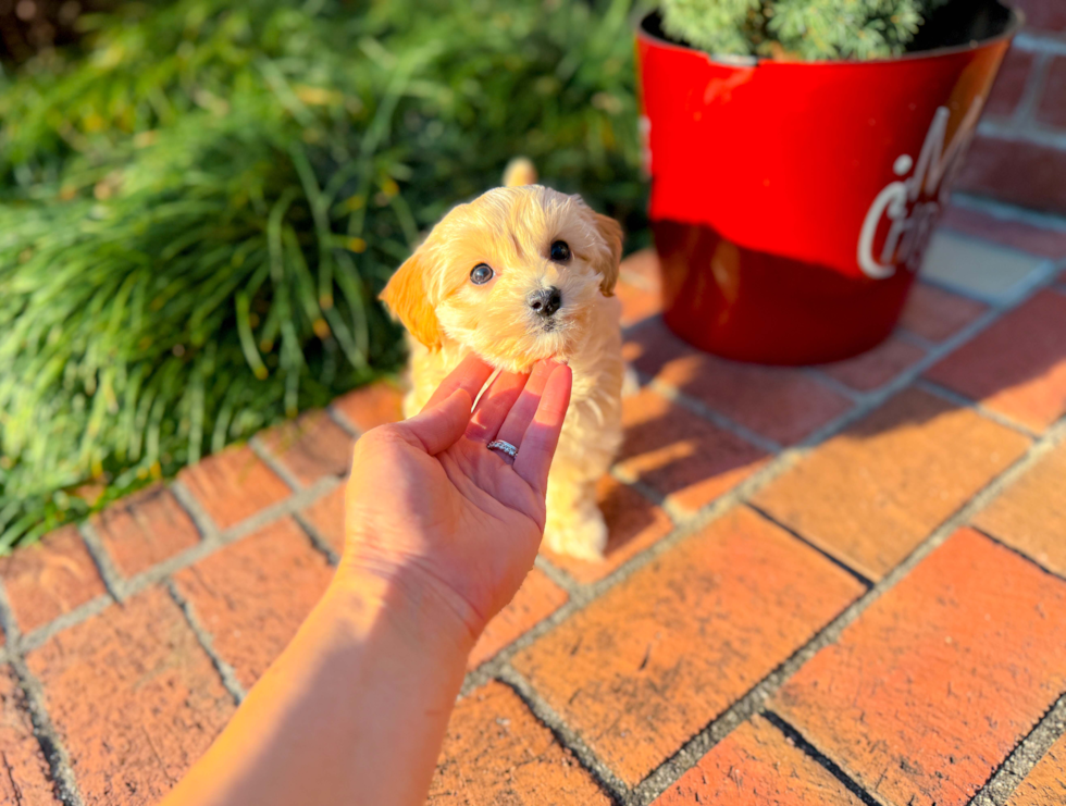 Cute Maltipoo Poodle Mix Pup