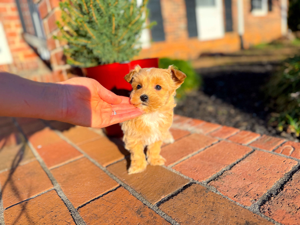 Cute Maltipoo Poodle Mix Pup