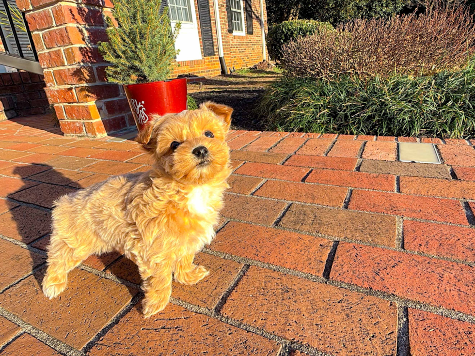 Maltipoo Pup Being Cute