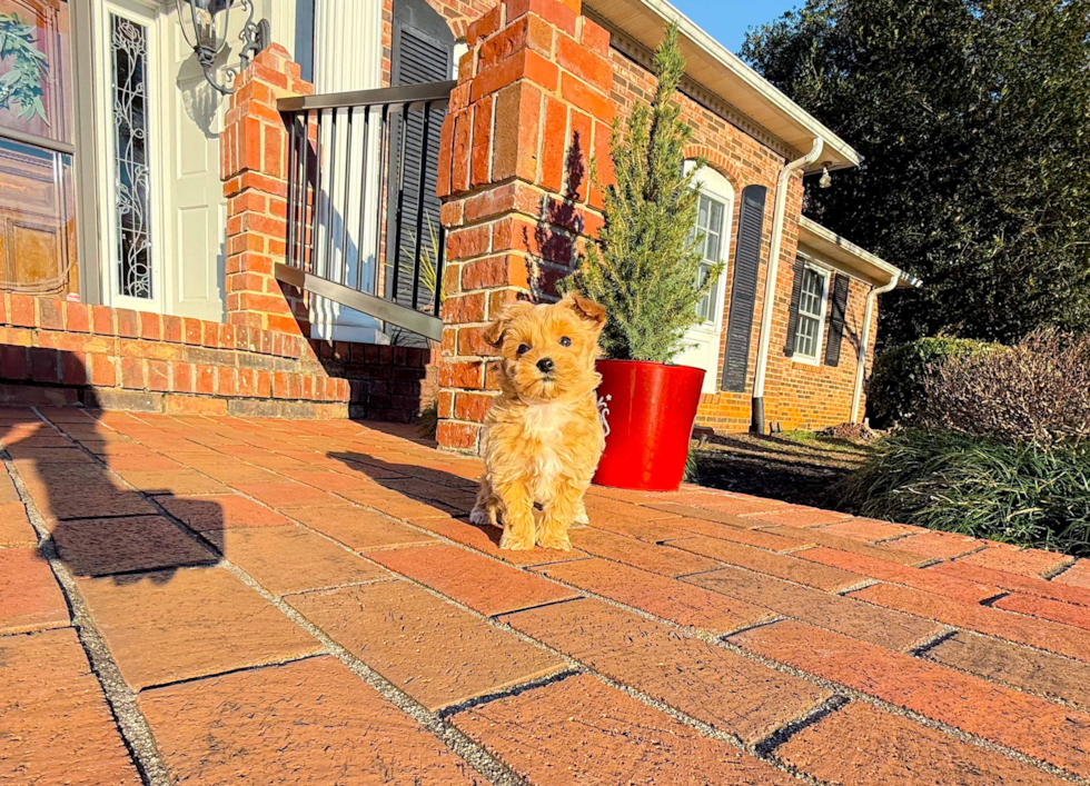 Cute Malt a Poo Poodle Mix Puppy