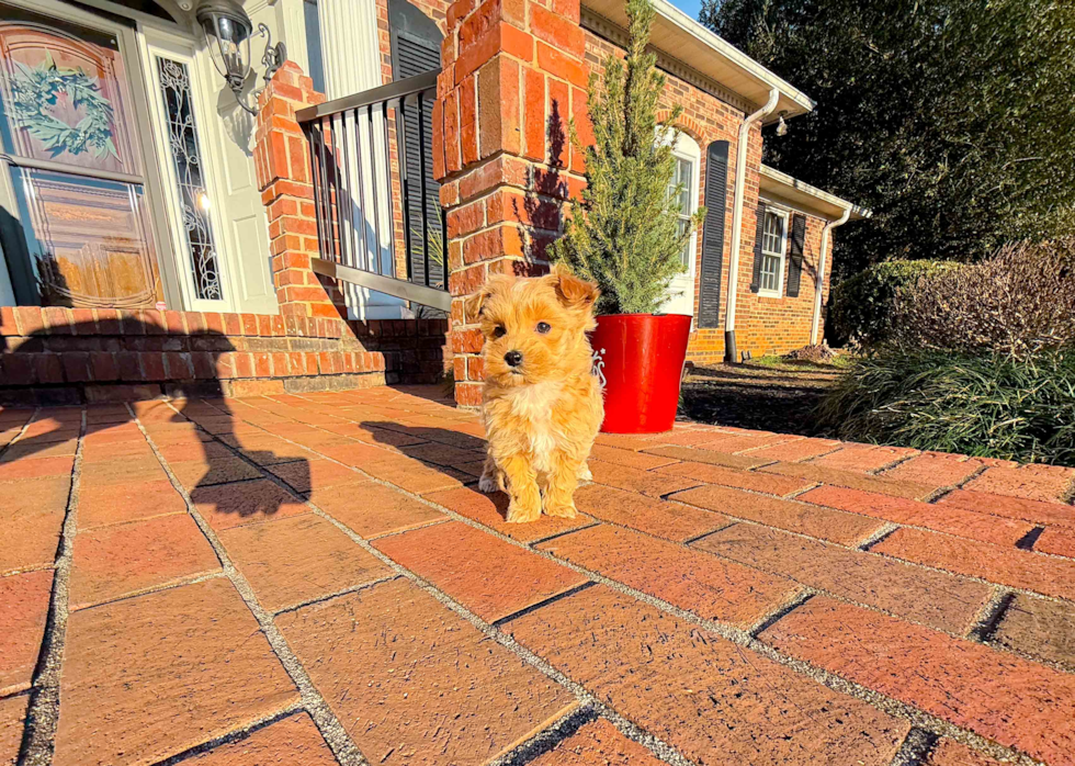 Cute Maltipoo Poodle Mix Pup