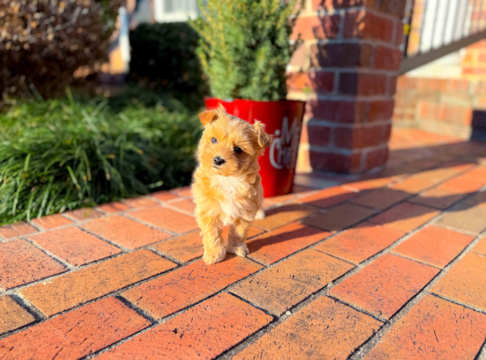 Maltipoo Puppy for Adoption