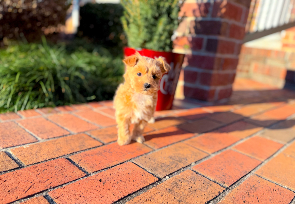 Maltipoo Puppy for Adoption