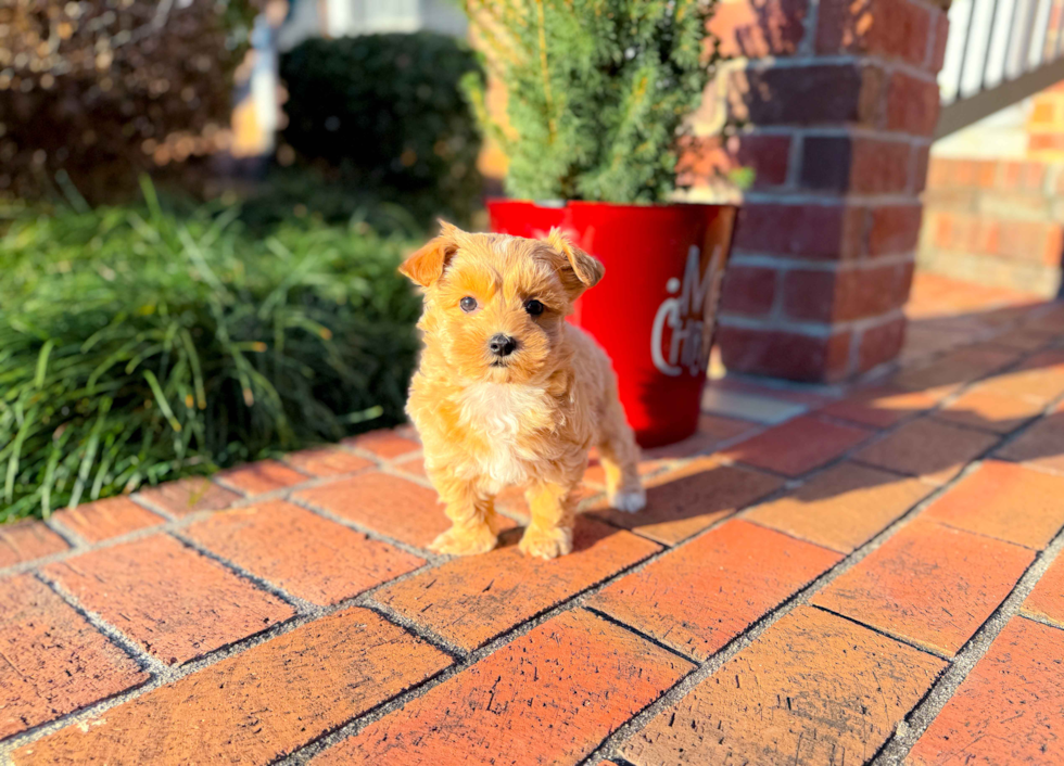 Maltipoo Puppy for Adoption