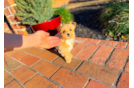 Maltipoo Puppy for Adoption