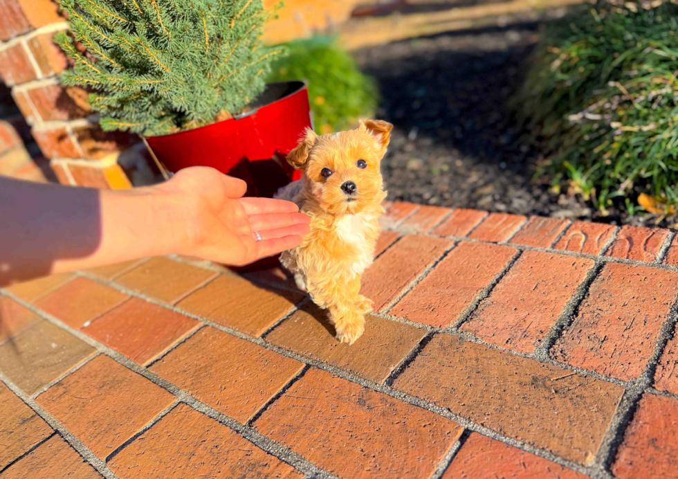 Maltipoo Puppy for Adoption