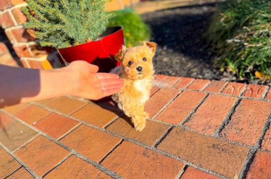 Maltipoo Puppy for Adoption