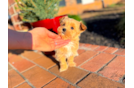 Cute Maltipoo Poodle Mix Pup