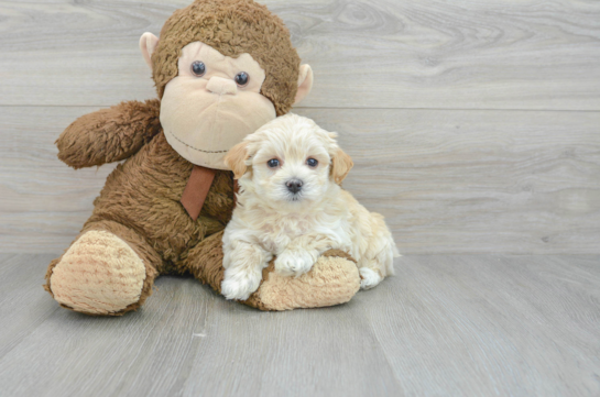 Maltipoo Puppy for Adoption