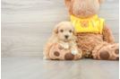 Best Maltipoo Baby