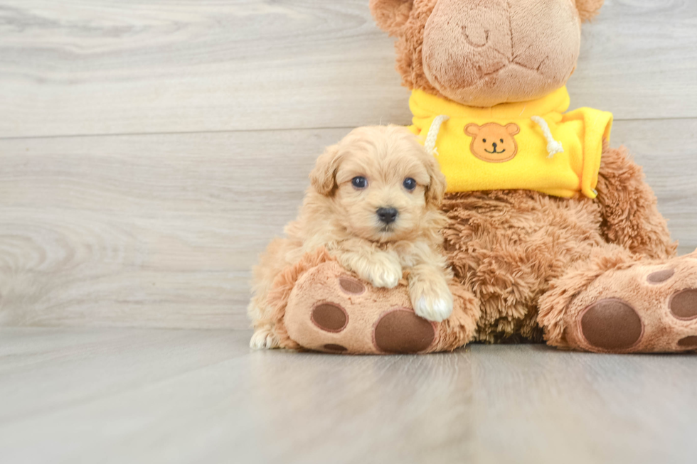 Best Maltipoo Baby