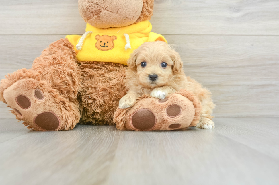 6 week old Maltipoo Puppy For Sale - Simply Southern Pups