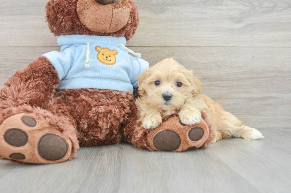 6 week old Maltipoo Puppy For Sale - Simply Southern Pups