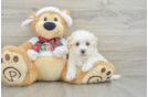 Maltipoo Pup Being Cute