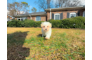 Maltipoo Puppy for Adoption