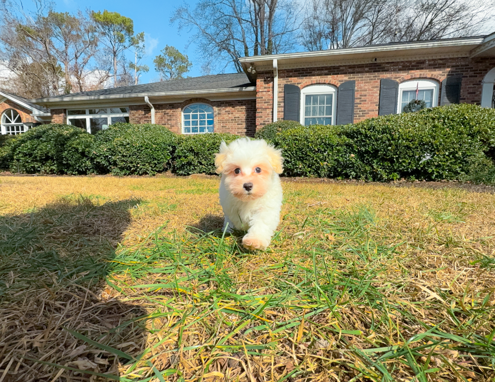 Maltipoo Puppy for Adoption