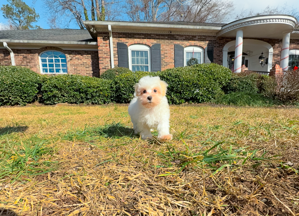 Best Maltipoo Baby