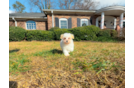 Cute Maltipoo Baby