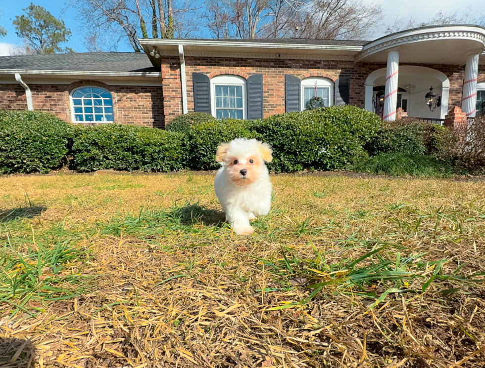 Cute Maltipoo Baby