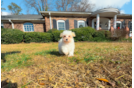 Cute Maltipoo Poodle Mix Pup