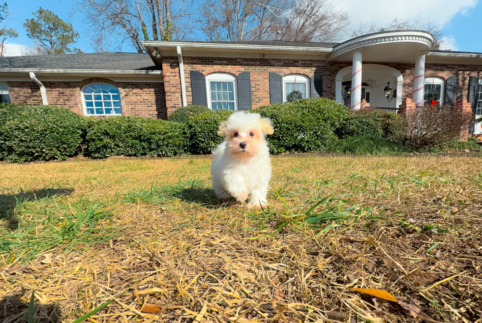 Cute Maltipoo Poodle Mix Pup