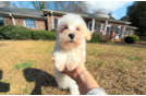 Best Maltipoo Baby