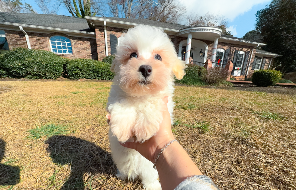 Best Maltipoo Baby