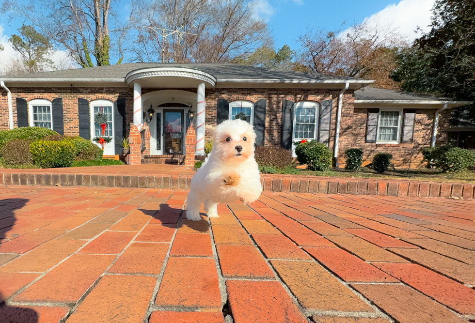 Cute Maltipoo Baby