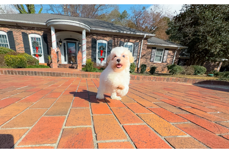 Maltipoo Puppy for Adoption