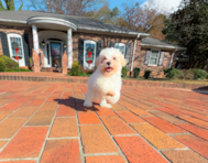 10 week old Maltipoo Puppy For Sale - Simply Southern Pups