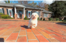 Maltipoo Puppy for Adoption