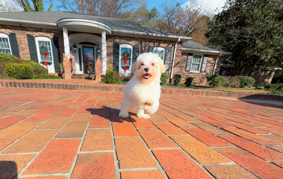 Maltipoo Puppy for Adoption