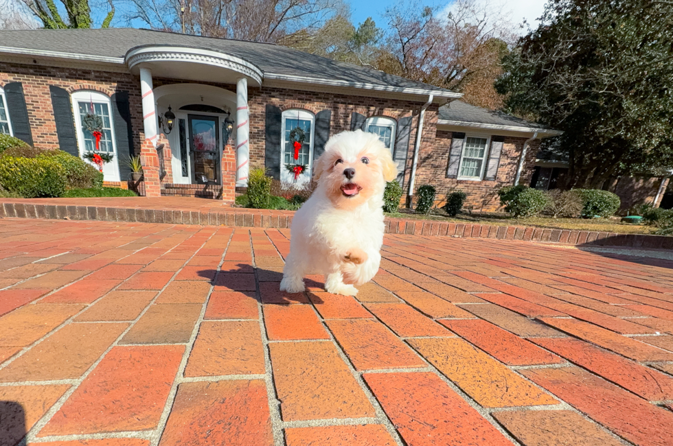 10 week old Maltipoo Puppy For Sale - Simply Southern Pups