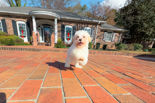 Maltipoo Puppy for Adoption