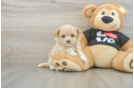 Sweet Maltipoo Baby