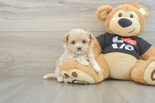 Sweet Maltipoo Baby