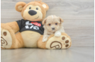 Maltipoo Puppy for Adoption