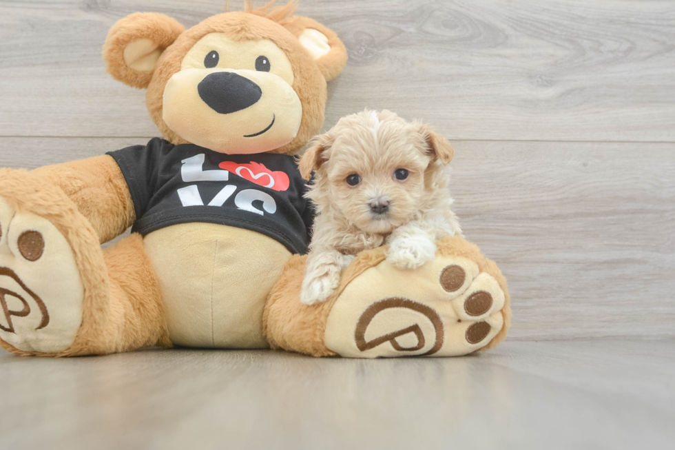 Maltipoo Puppy for Adoption