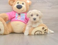 7 week old Maltipoo Puppy For Sale - Simply Southern Pups